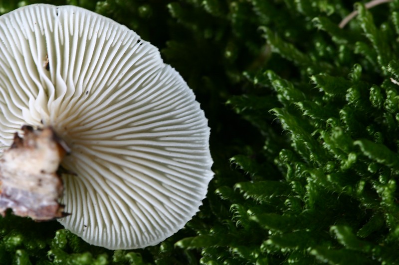 Lentinellus suavissimus?